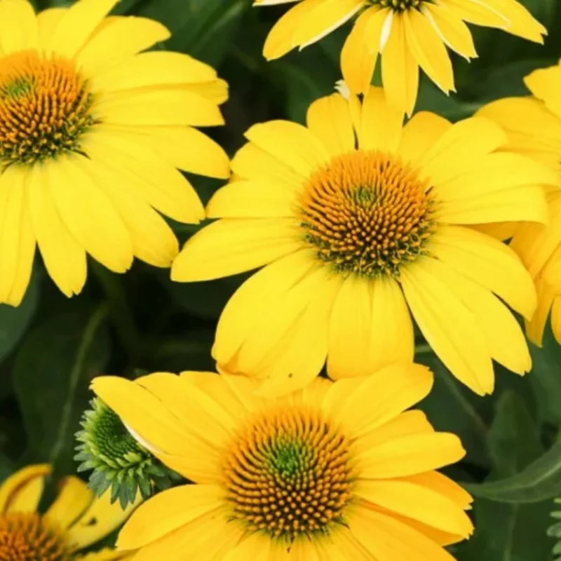Coneflower