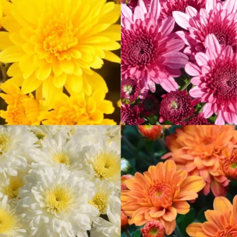 Decorative Garden Mum-mid