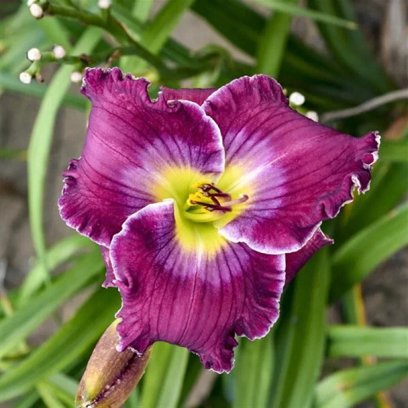 Daylily