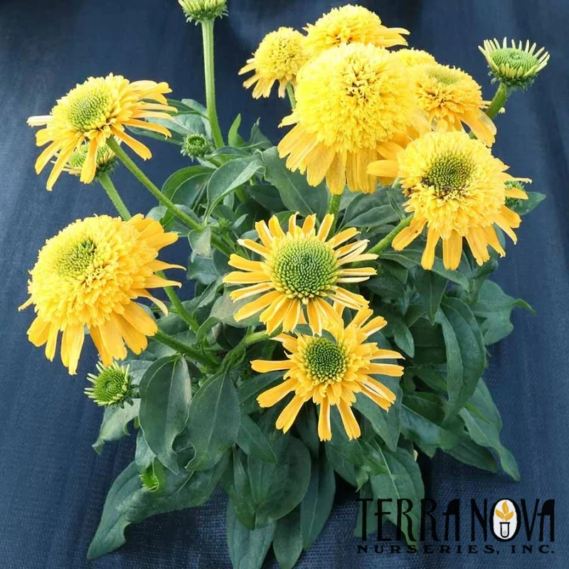 Coneflower