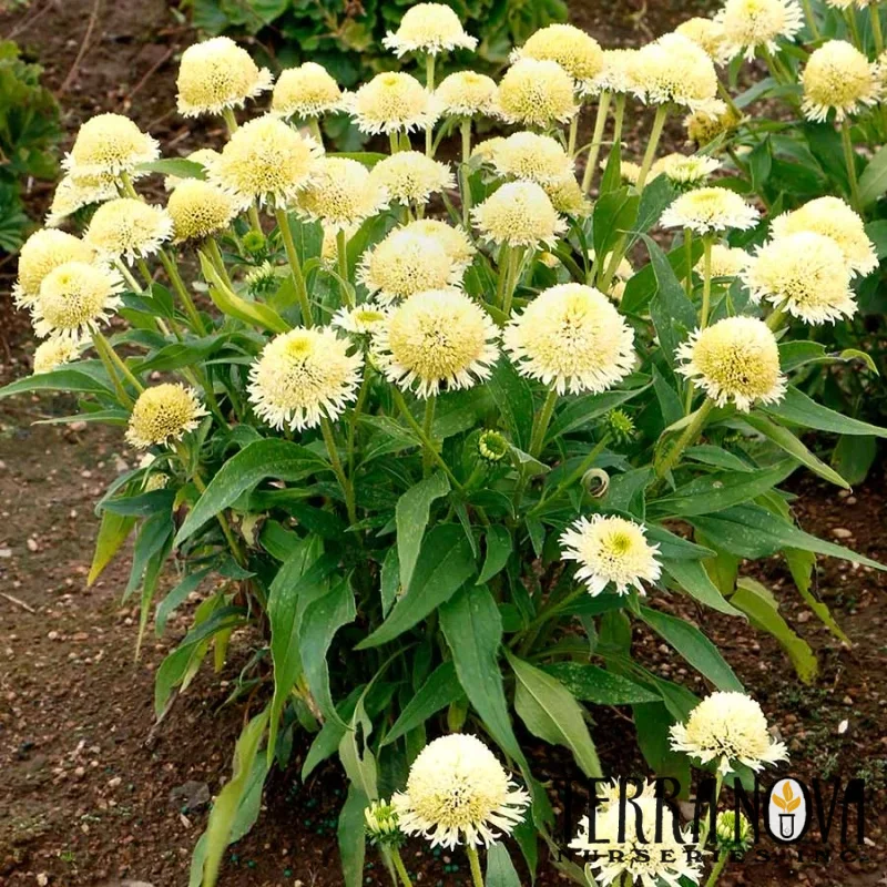 Coneflower