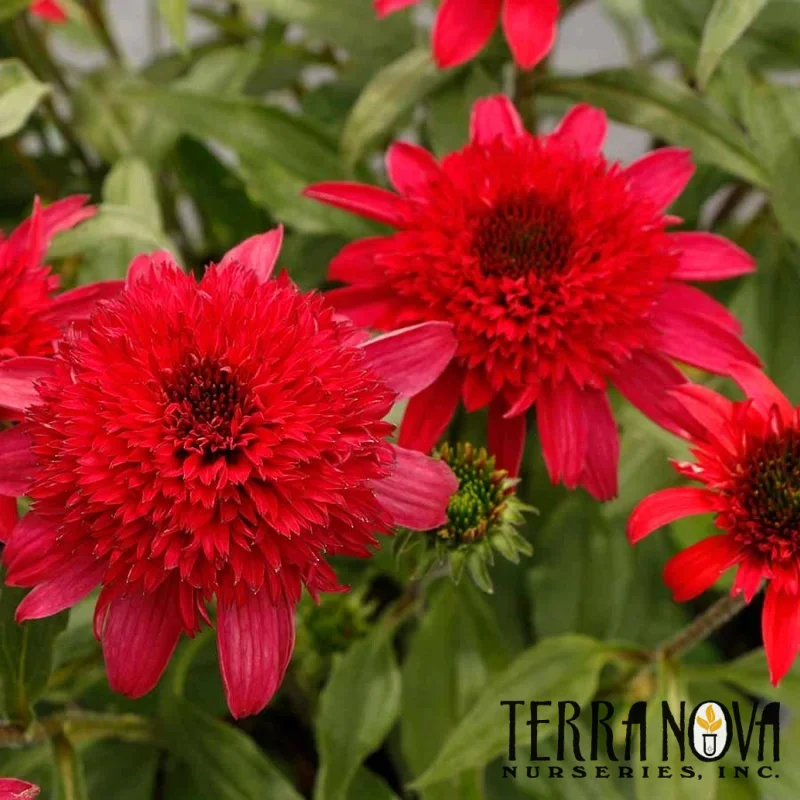 Coneflower