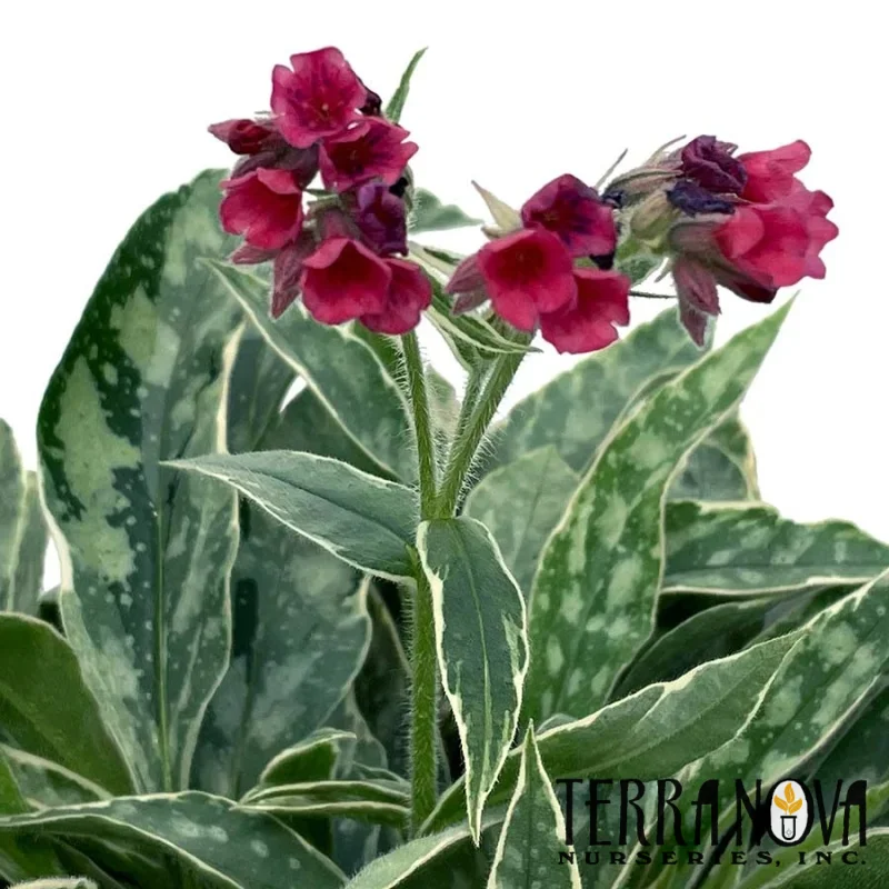 Lungwort