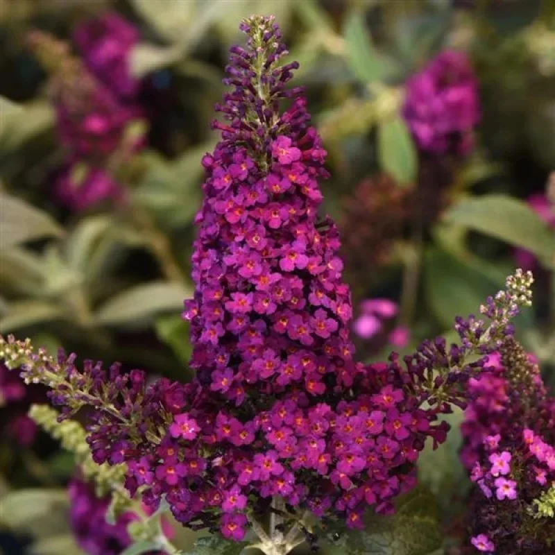 Butterfly Bush