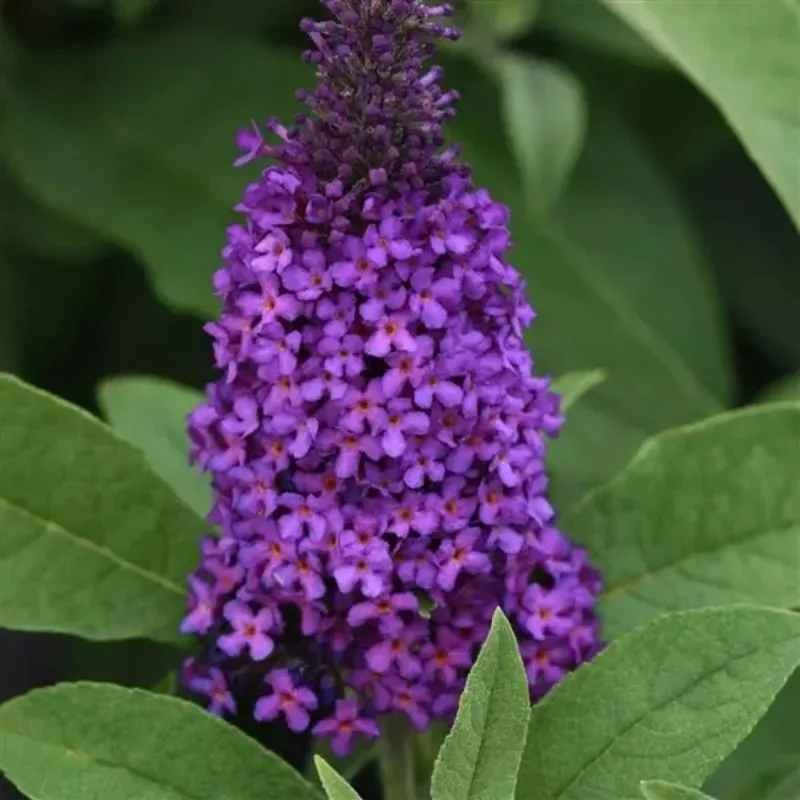 Butterfly Bush