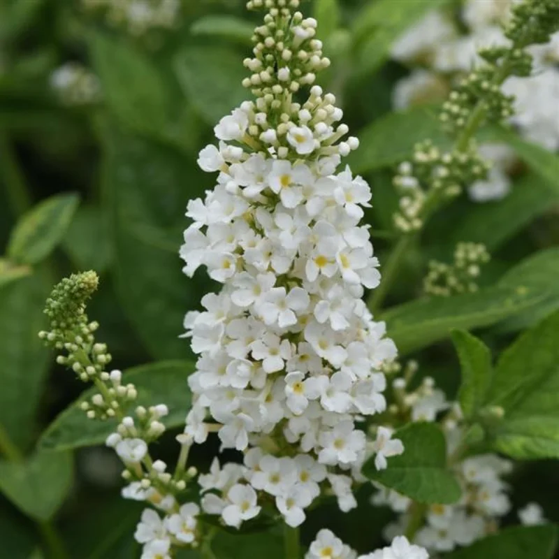 Butterfly Bush