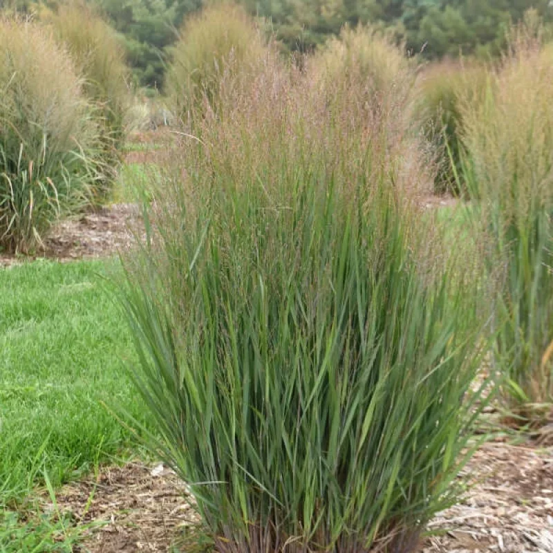 Switch Grass