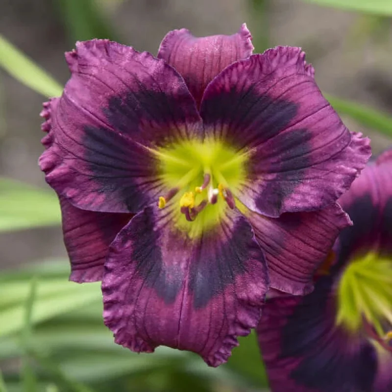 Daylily