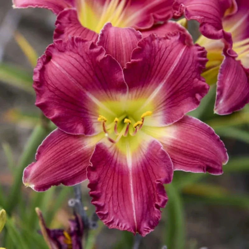 Daylily