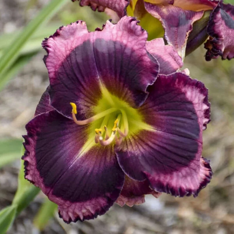 Daylily