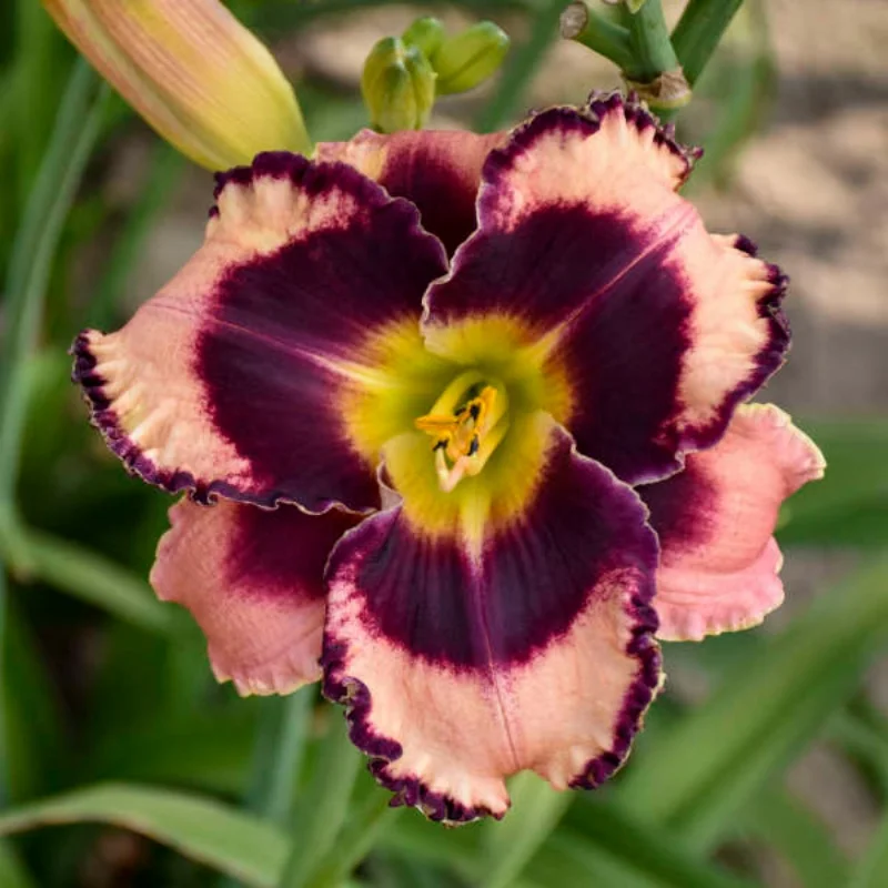 Daylily