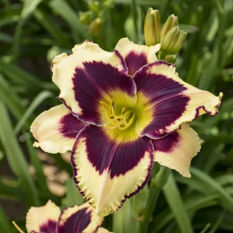 Daylily