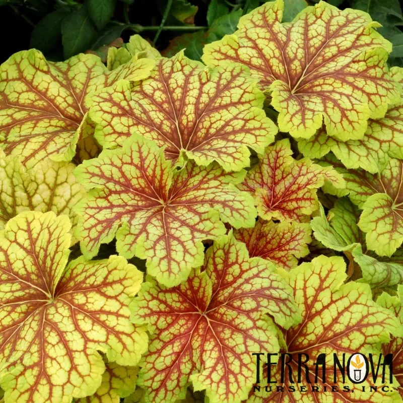 Coral Bells