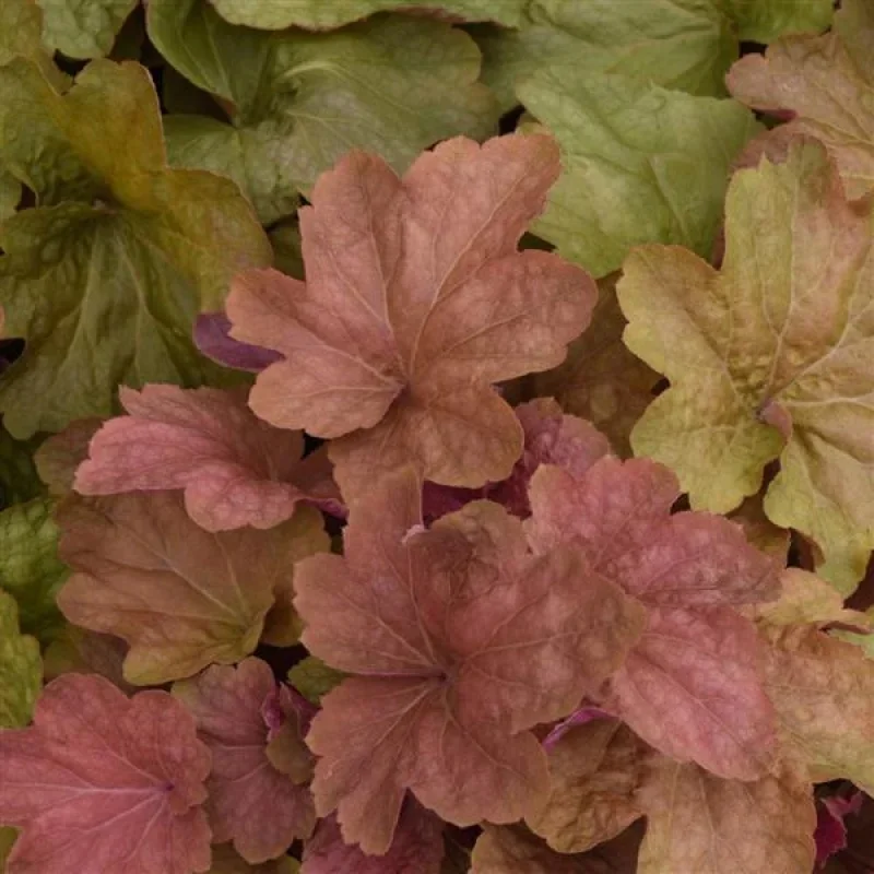Coral Bells
