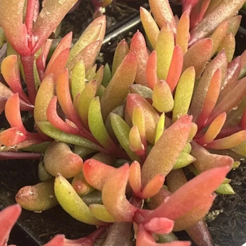 Hardy Ice Plant