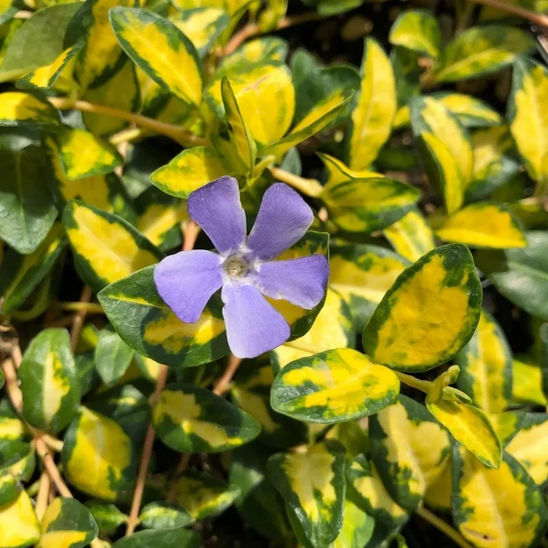 Periwinkle
