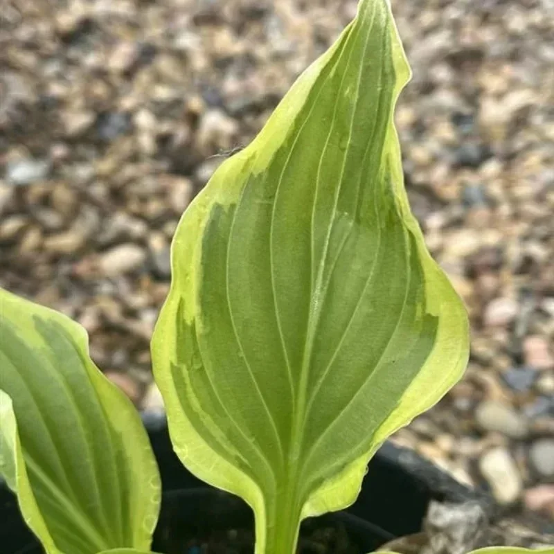 Plantain Lily
