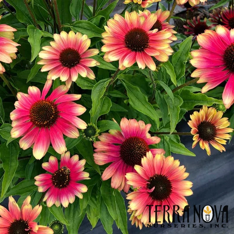 Coneflower