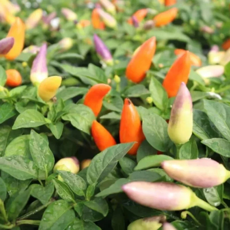 Annual Ornamental Pepper