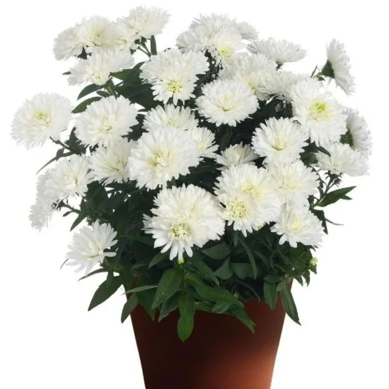 Michaelmas Daisy, New York Aster
