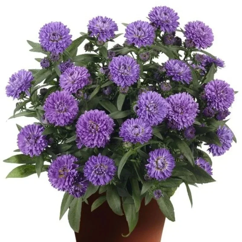 Michaelmas Daisy, New York Aster