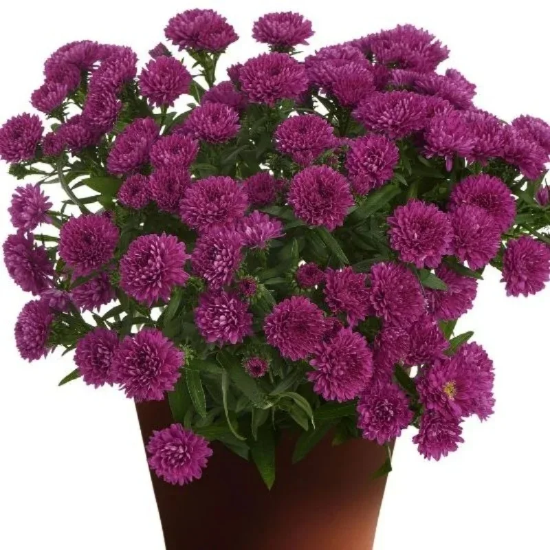 Michaelmas Daisy, New York Aster
