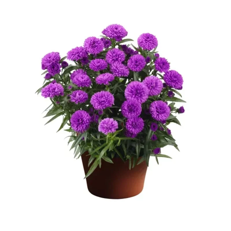 Michaelmas Daisy, New York Aster