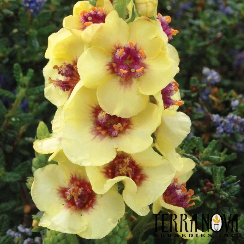 Mullein