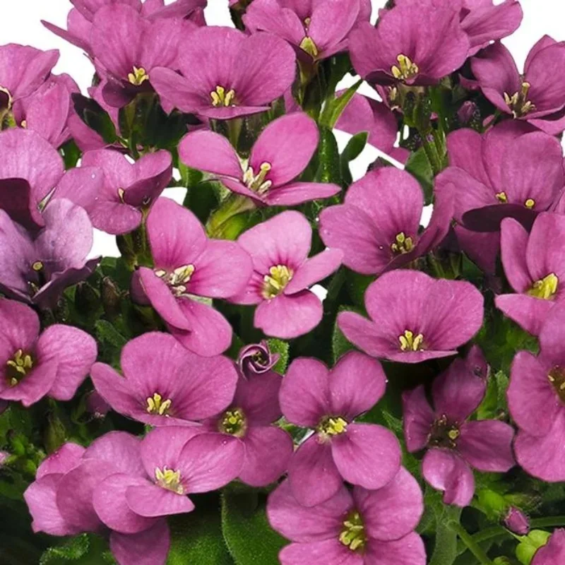 Rockcress