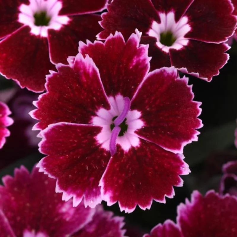 Pinks