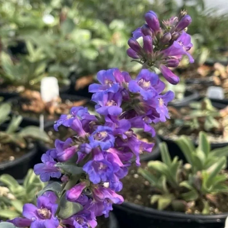 Thickleaf Beardtongue