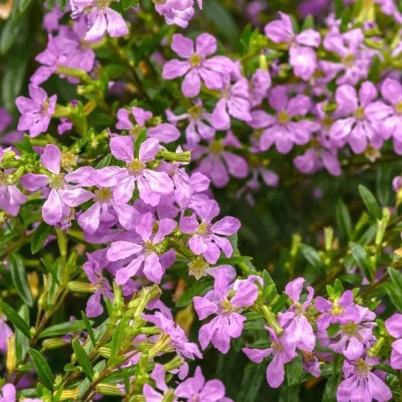 Heather