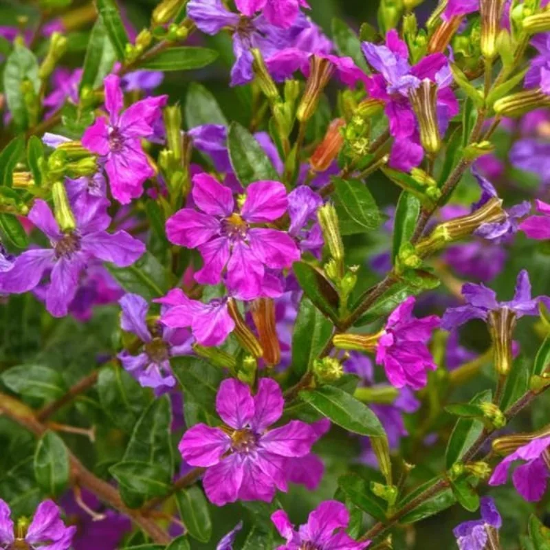 Heather