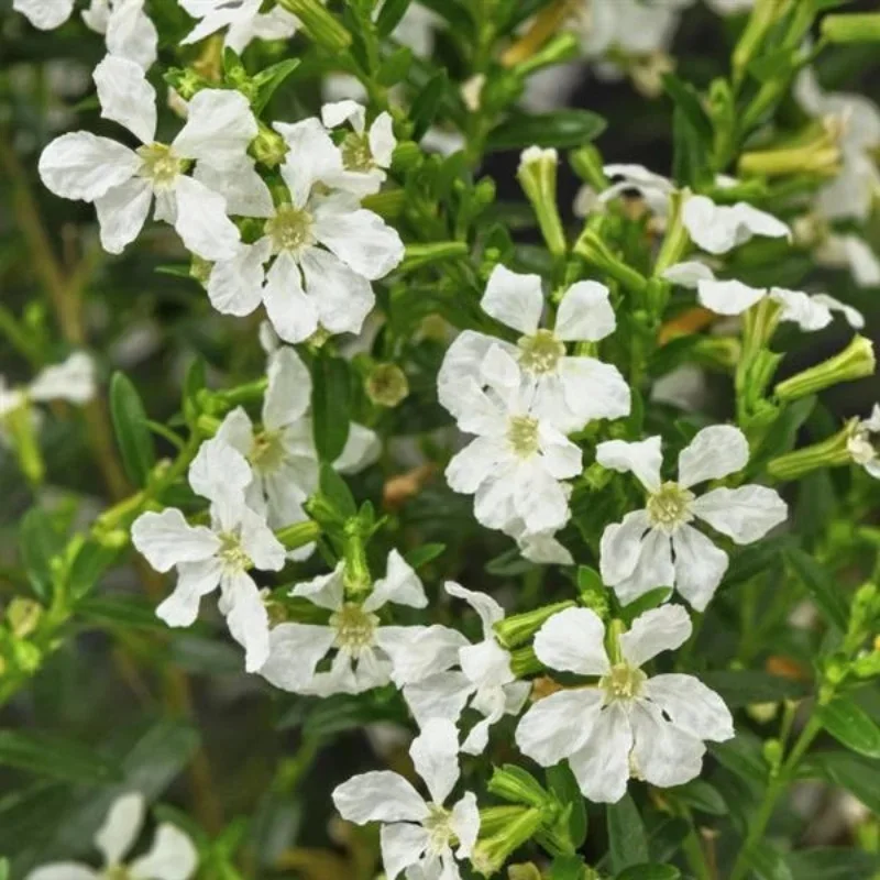Heather