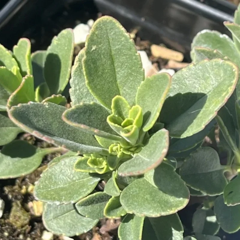 Davidson's Beardtongue