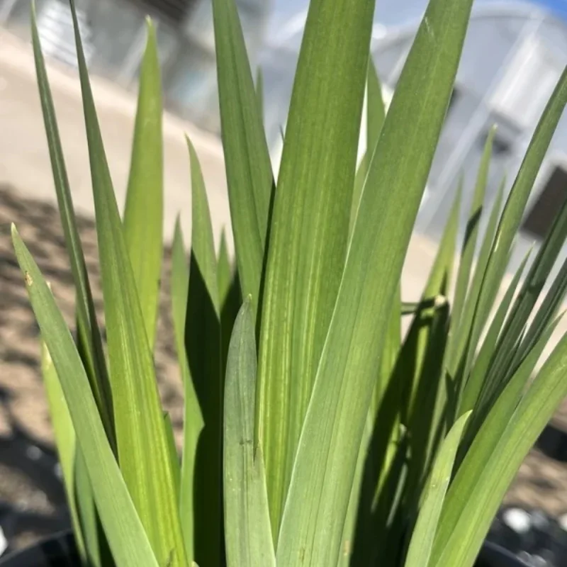 Japanese Iris