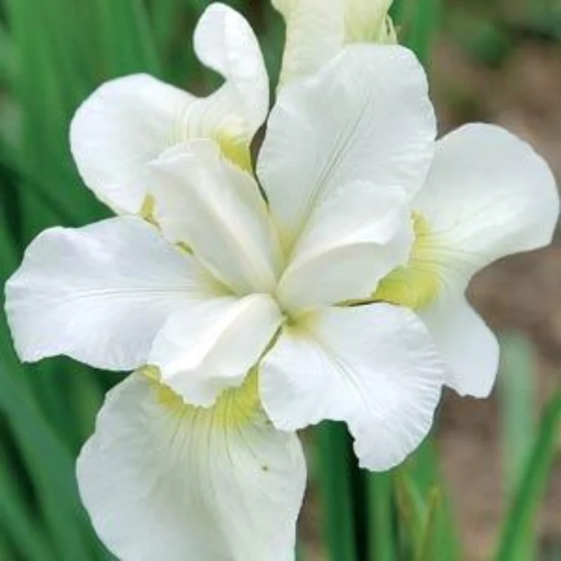 Siberian Iris