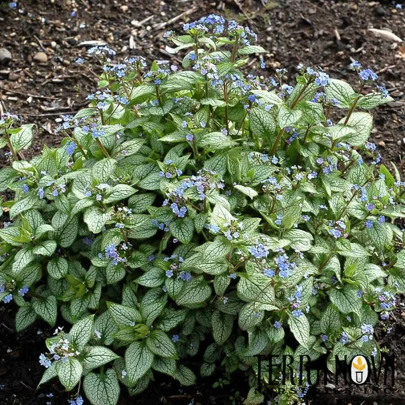 Heartleaf Alkanet