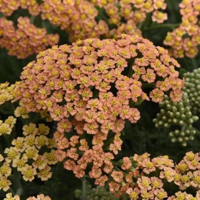 Yarrow