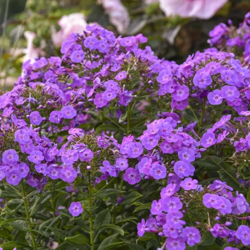 Garden Phlox