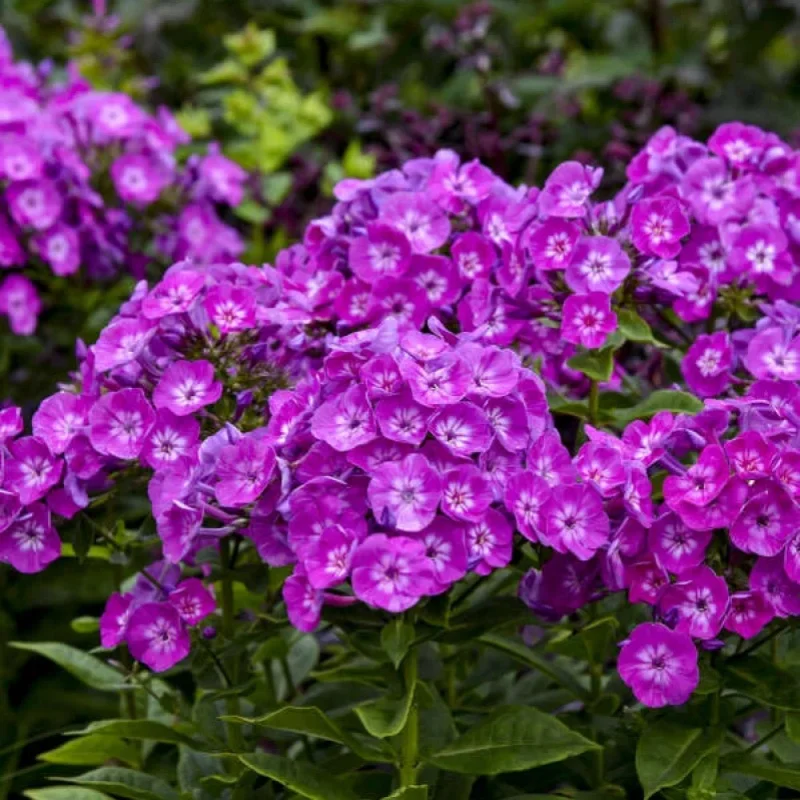 Garden Phlox