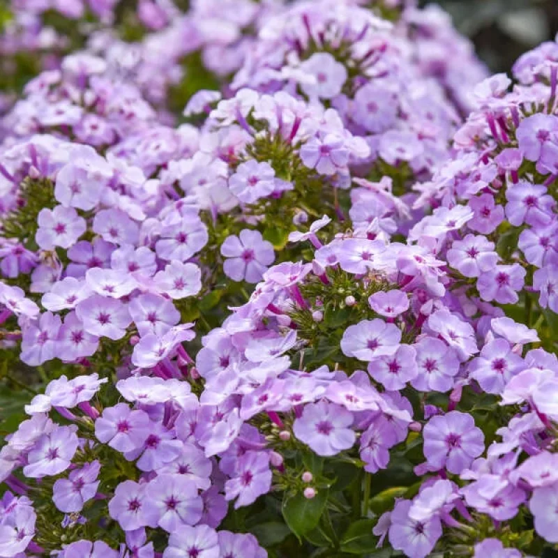 Garden Phlox