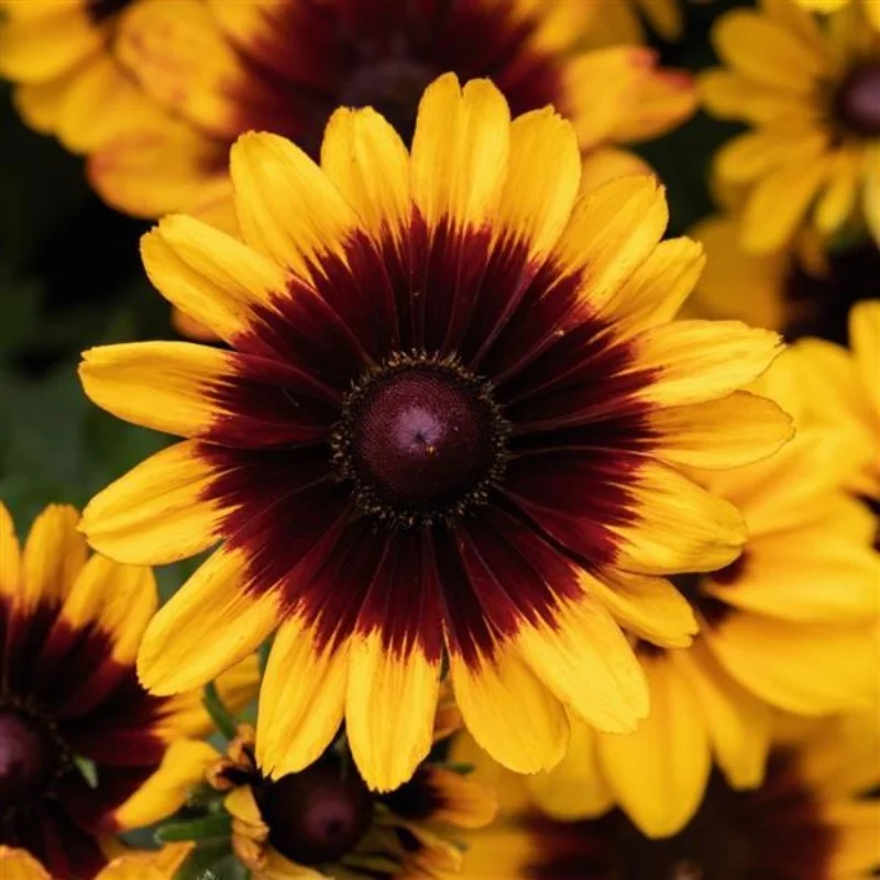 Black-Eyed Susan