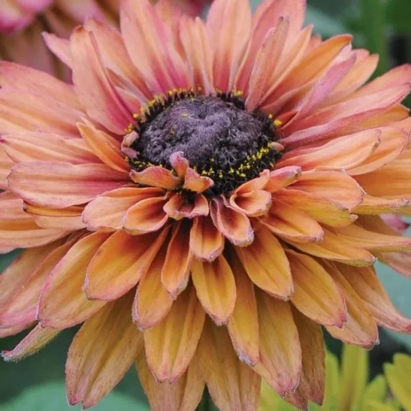 Black-Eyed Susan