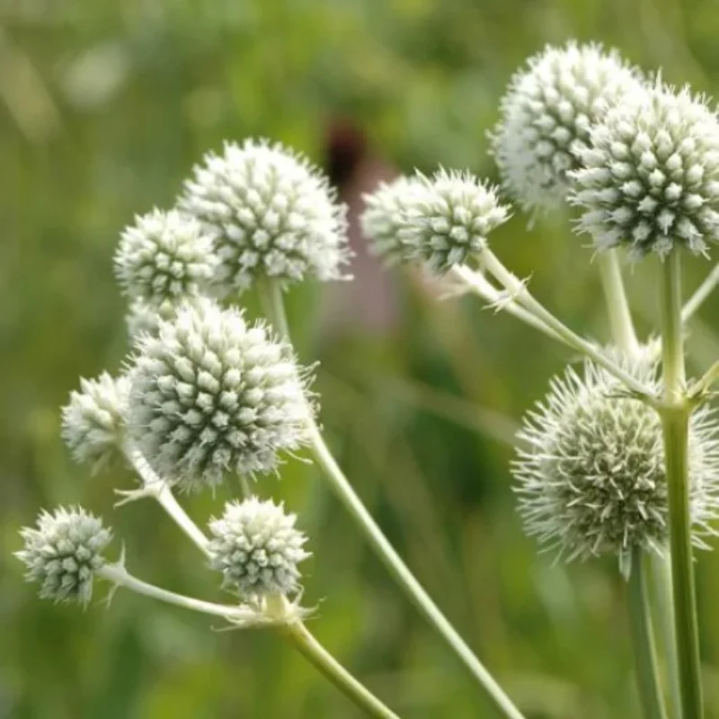 Rattlesnake Master