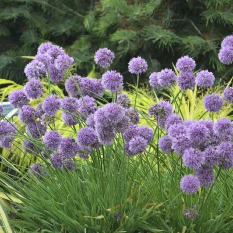 Ornamental Onion