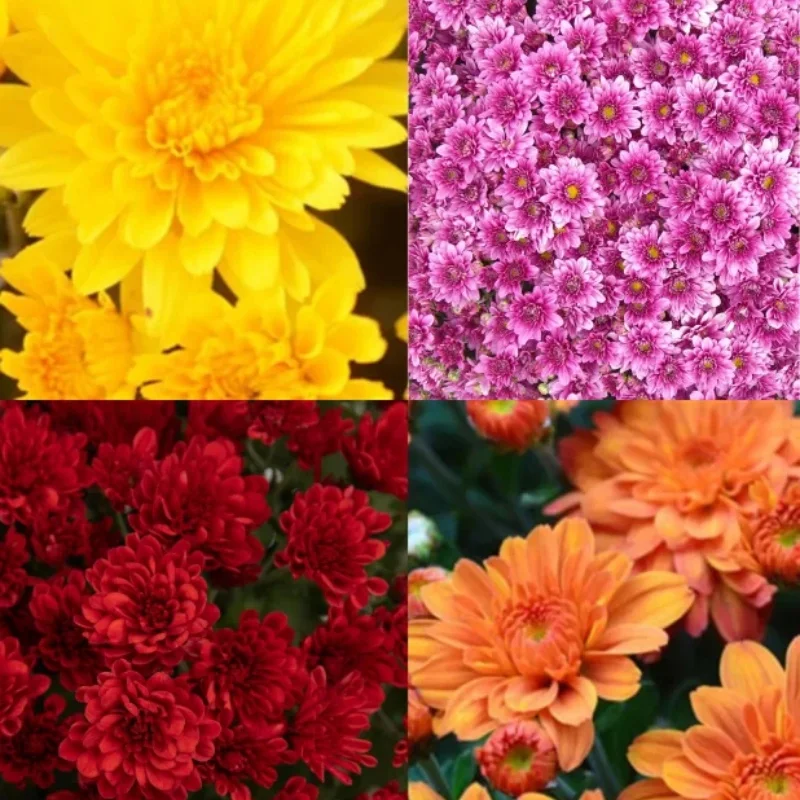 Garden Mum