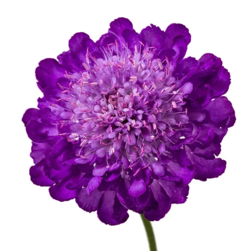 Pincushion Flower