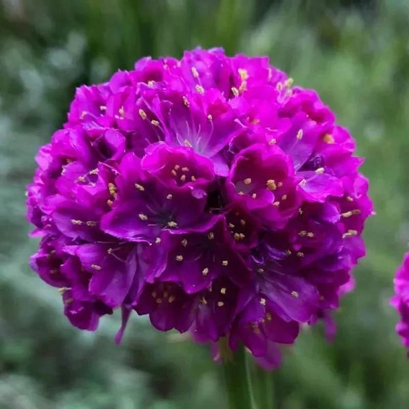 Thrift