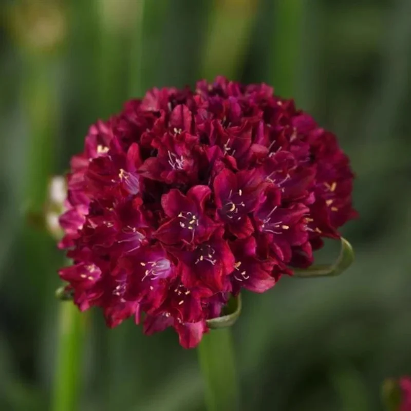 Thrift